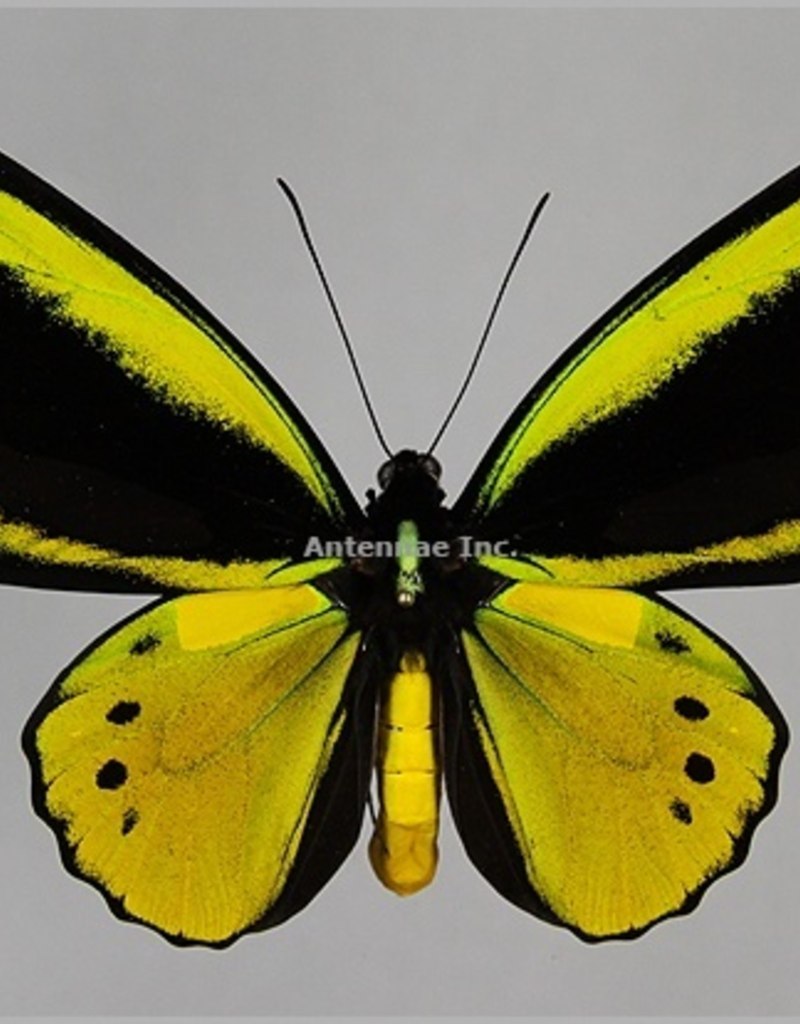 Ornithoptera Croesus
