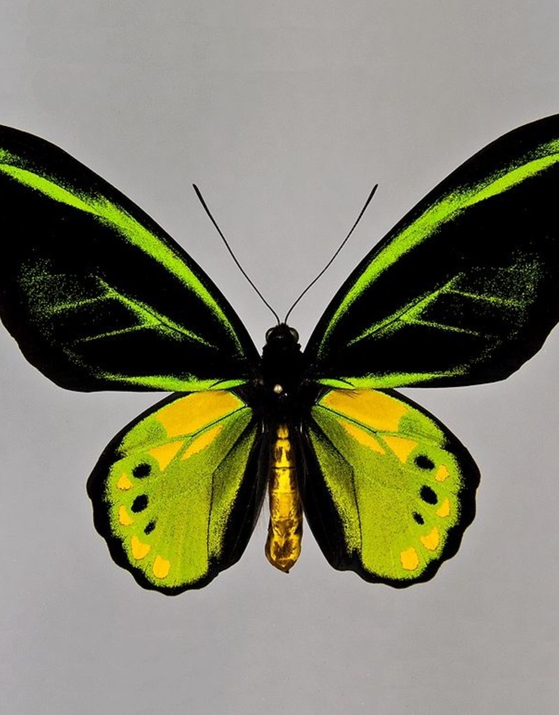Ornithoptera Akakeae