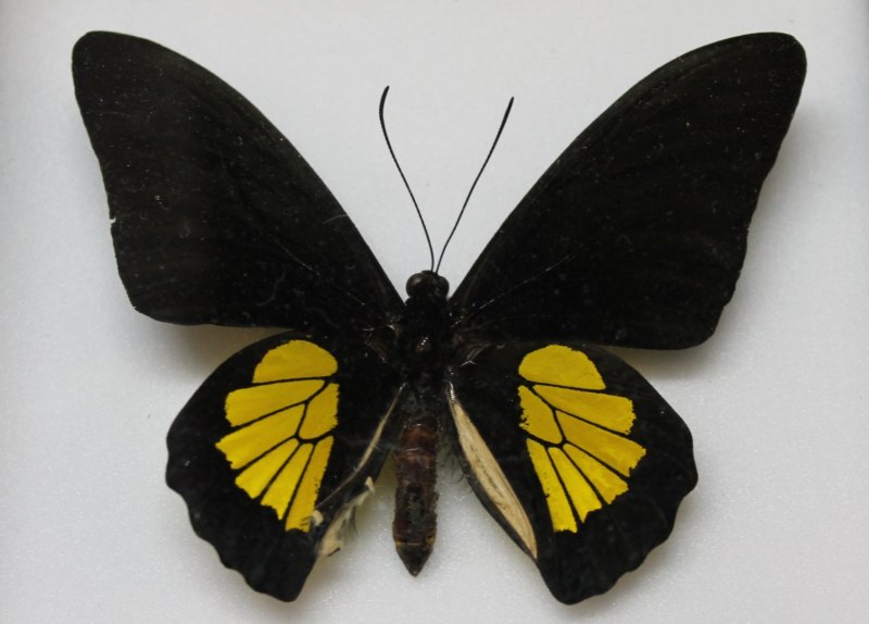 Troides oblongomaculatus