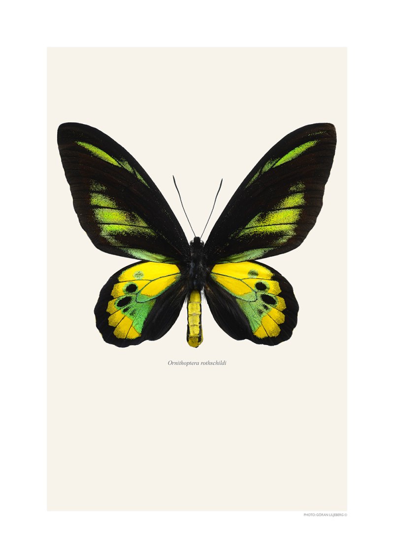 Ornithoptera rothschildi