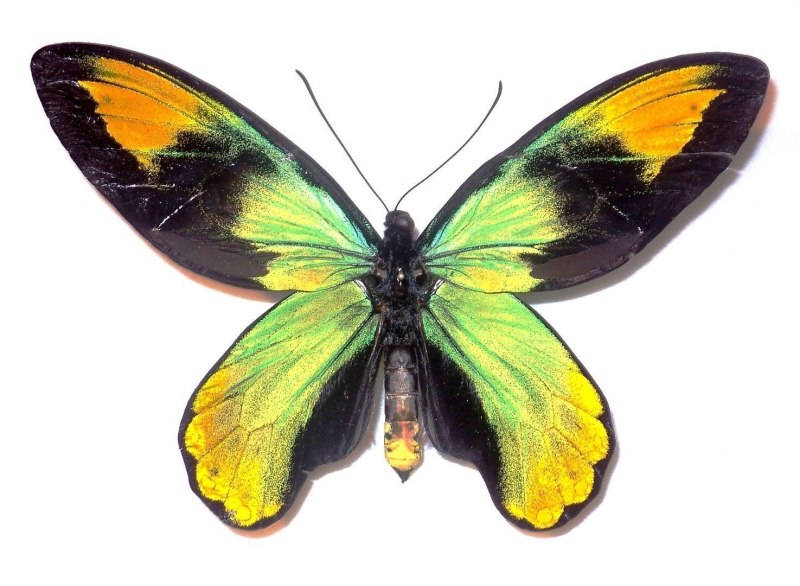 Ornithoptera victoriae