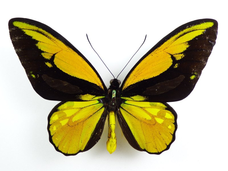 Ornithoptera Croesus