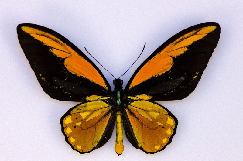 Ornithoptera Croesus