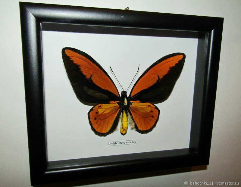 Ornithoptera Croesus