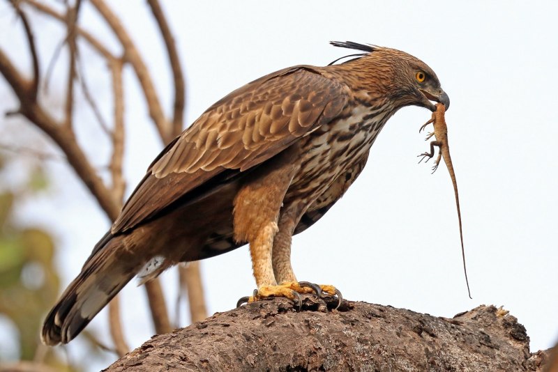 Spizaetus cirrhatus