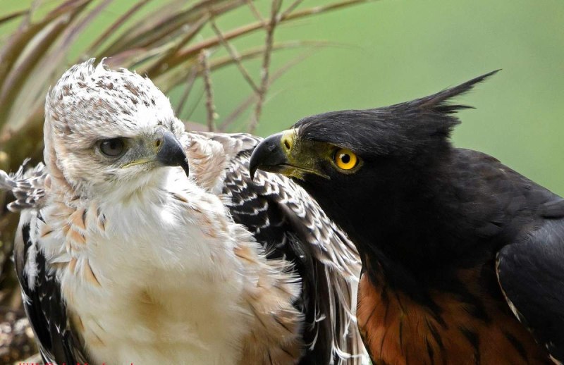 Чёрный хохлатый орёл (Spizaetus Tyrannus)