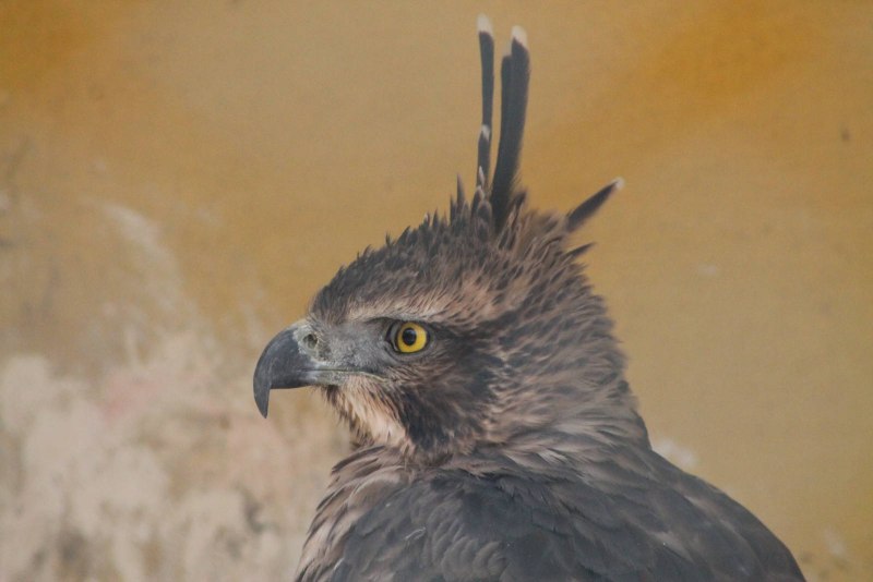 Mountain Hawk Eagle