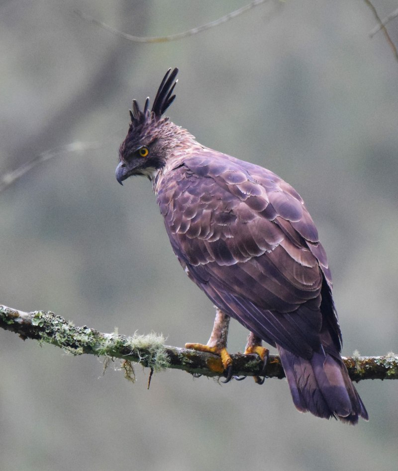 Nisaetus bartelsi