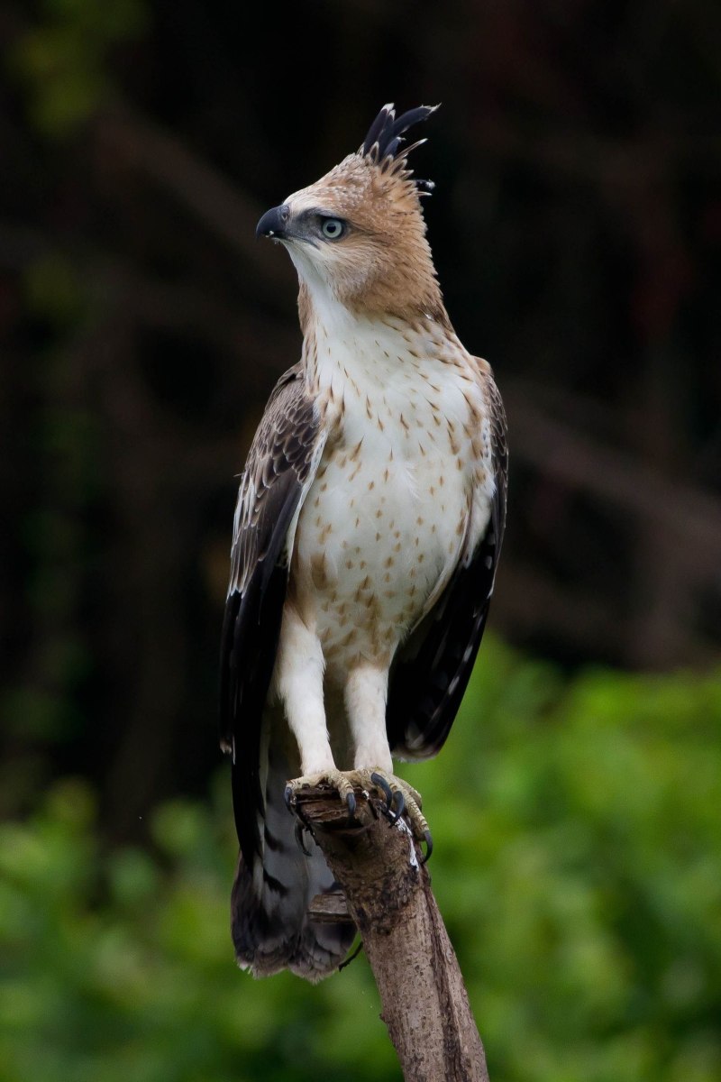 Crested Hawk Eagle