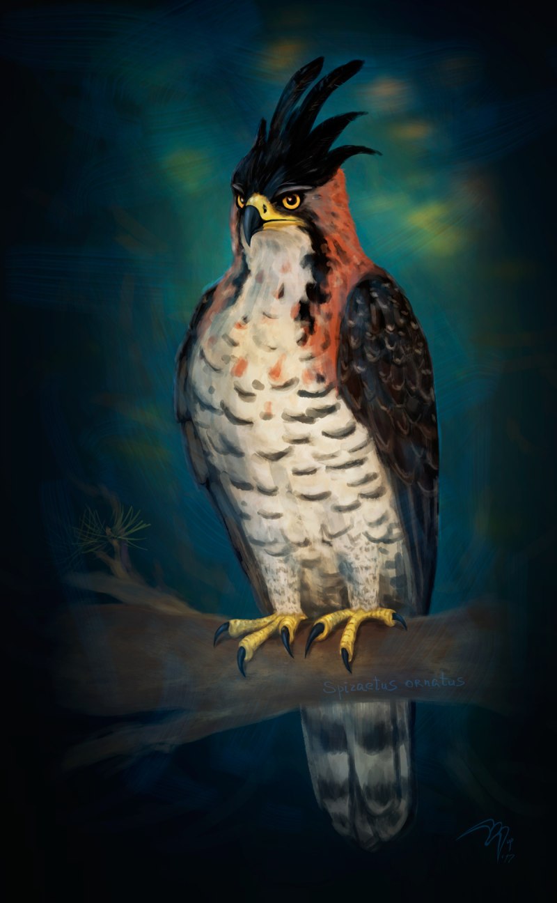 Ornate Hawk-Eagle