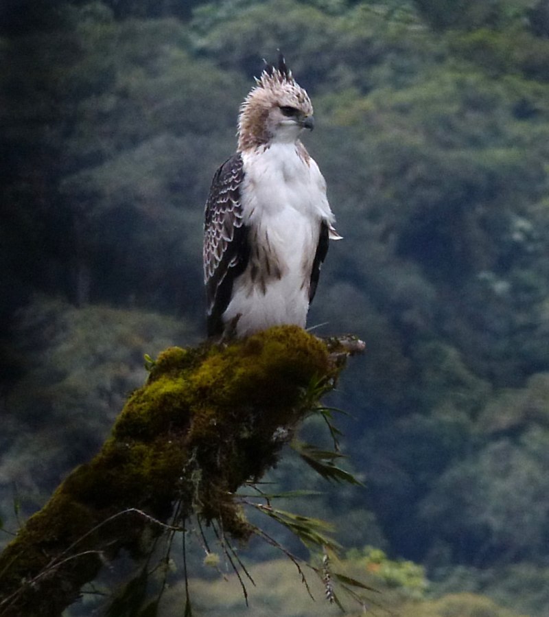 Хохлатый Орел Spizaetus nipalensis