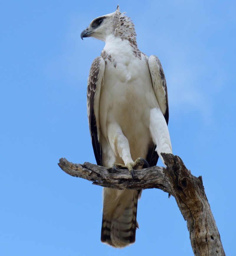 Martial Eagle (Polemaetus bellicosus)