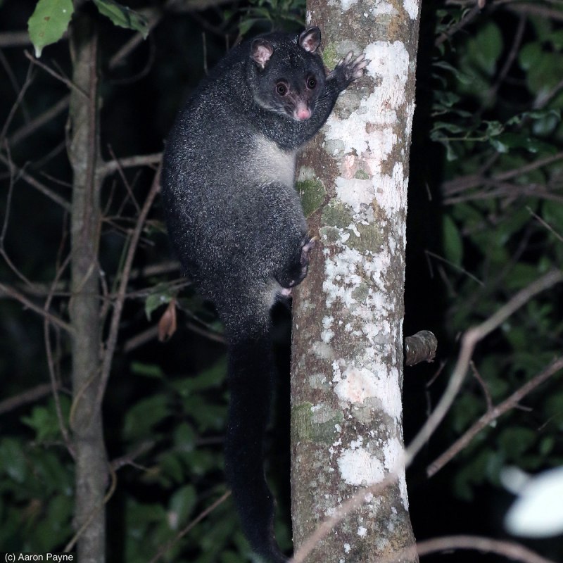 Trichosurus cunninghami
