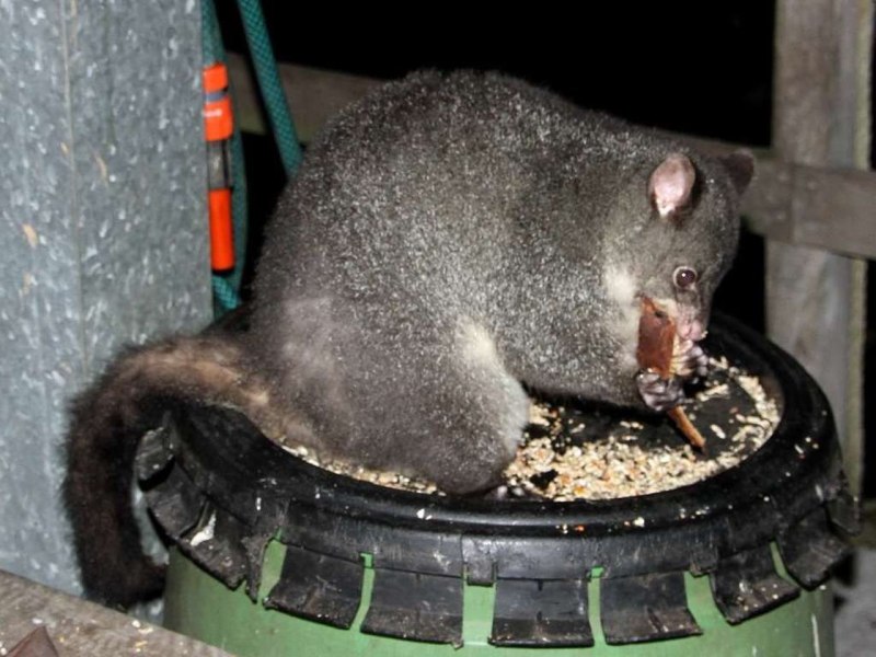 Trichosurus cunninghami