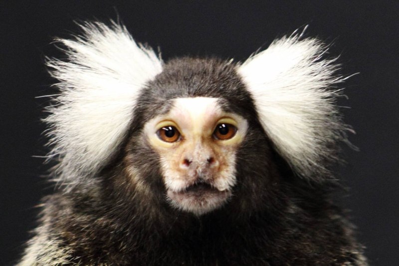Callithrix jacchus
