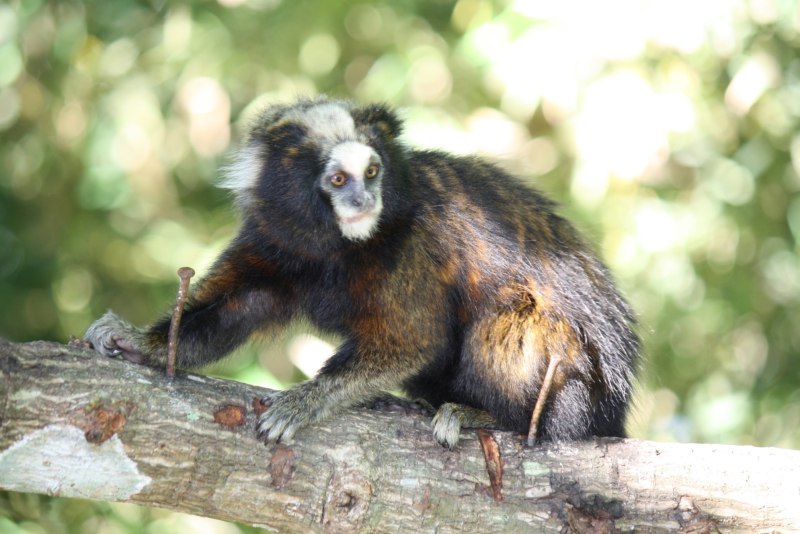 Callithrix Aurita