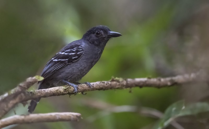 Blackish Cinclodes
