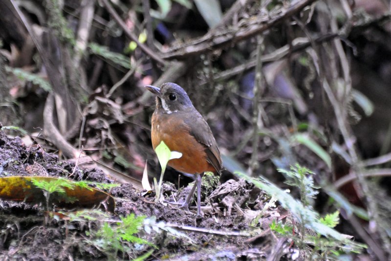 Grallaria griseonucha