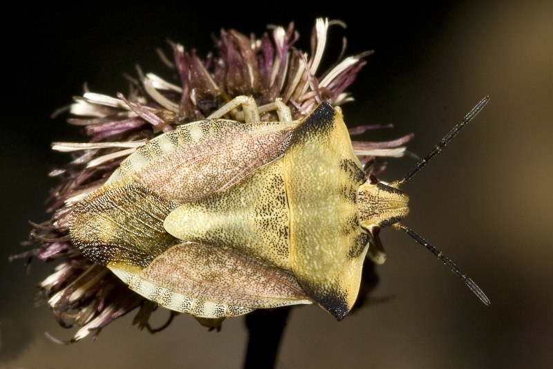 Carpocoris fuscispinus