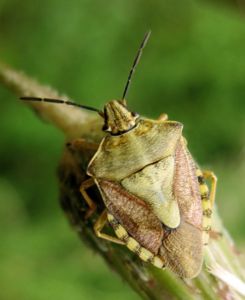Carpocoris purpureipennis