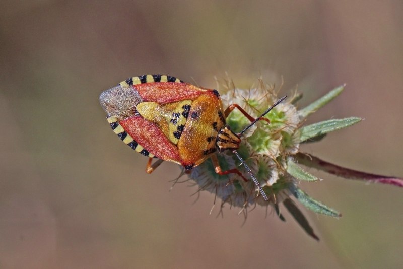 Carpocoris pudicus