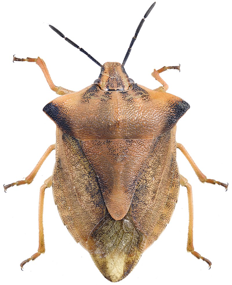 Carpocoris fuscispinus