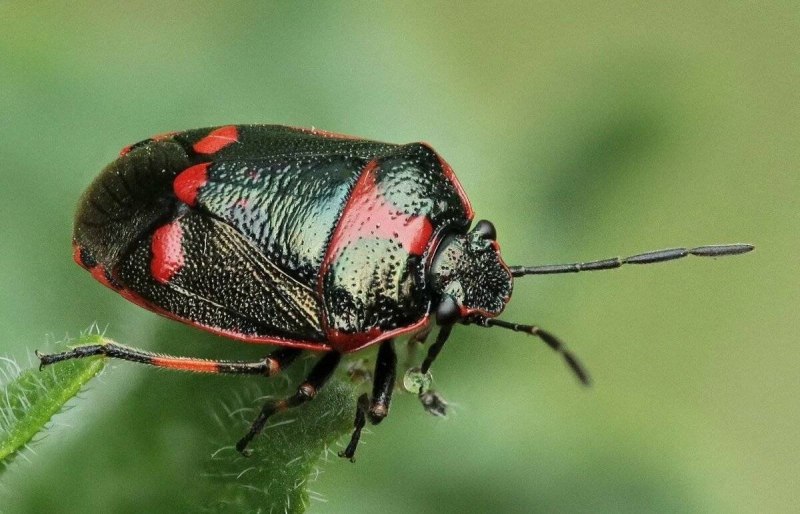 Рапсовый клоп Eurydema oleracea.