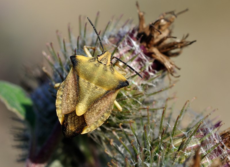 Carpocoris fuscispinus