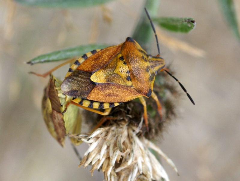 Carpocoris purpureipennis
