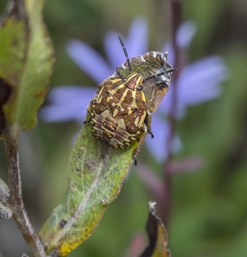 Carpocoris нимфа