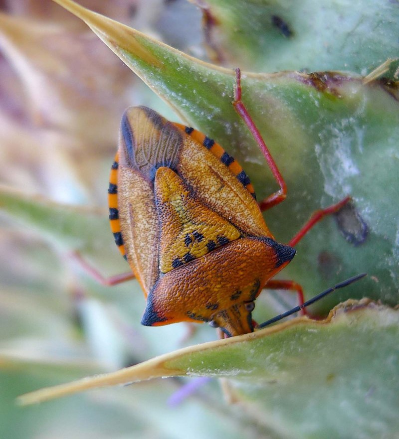 Carpocoris mediterraneus