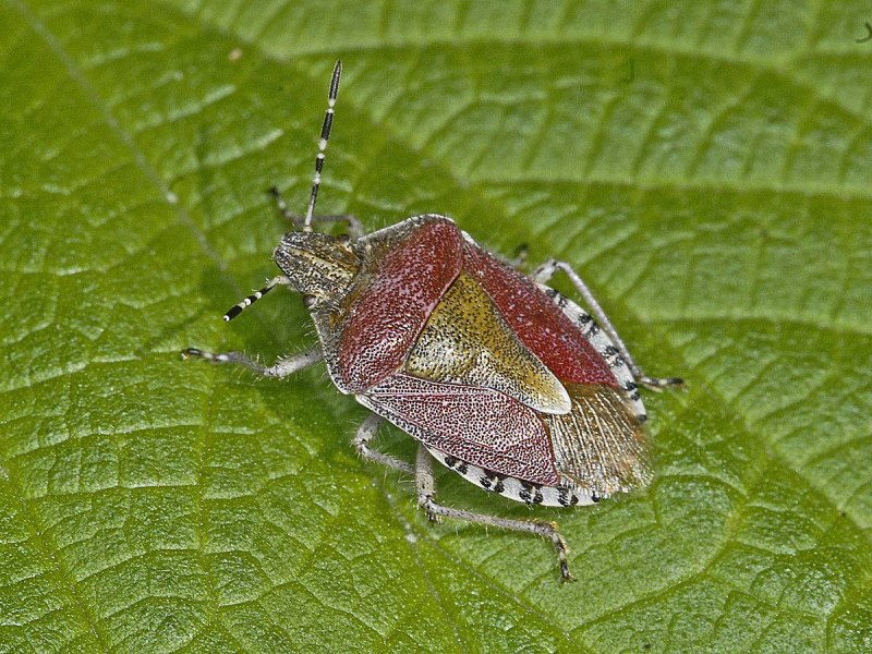 Dolycoris baccarum