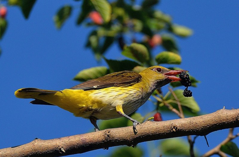 Обыкновенная Иволга Oriolus Oriolus