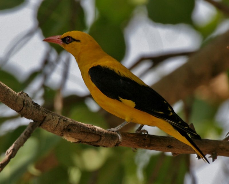 The Eurasian Golden Oriole (Oriolus Oriolus)