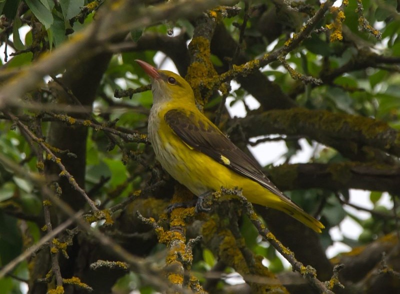 Обыкновенная Иволга Oriolus Oriolus