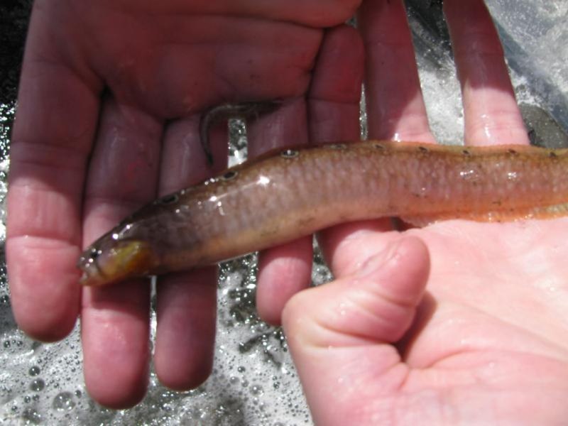 Pholis gunnellus