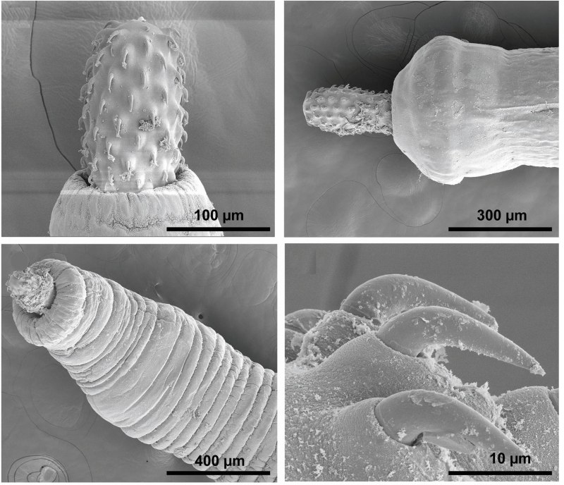 Скребень четковидный moniliformis moniliformis