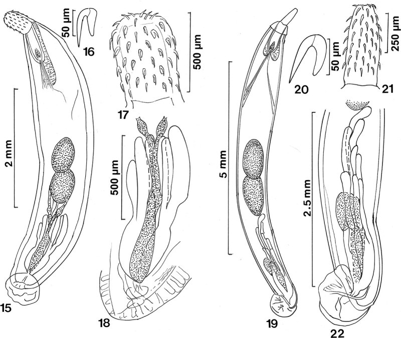 Acanthocephala акантоцефалы скребни