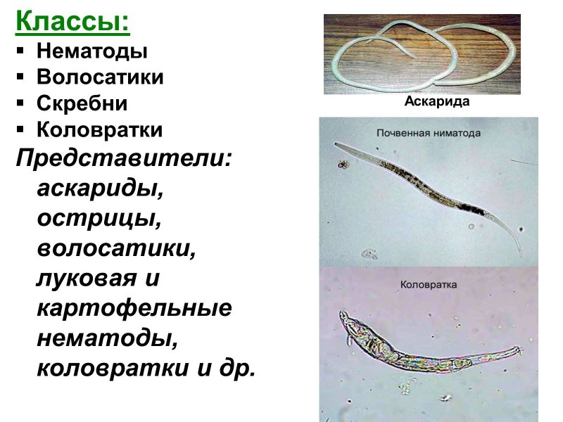 Тип круглые черви класс нематоды представители