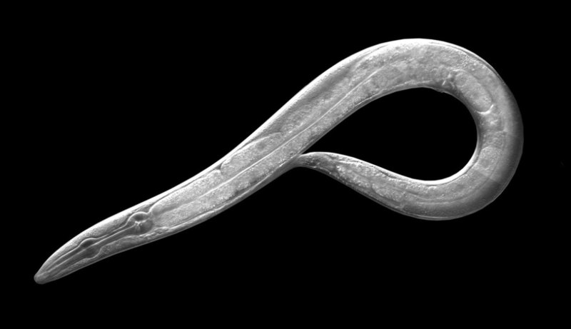 Нематода Caenorhabditis elegans