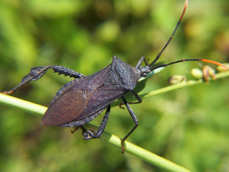 Acanthocephala echinata