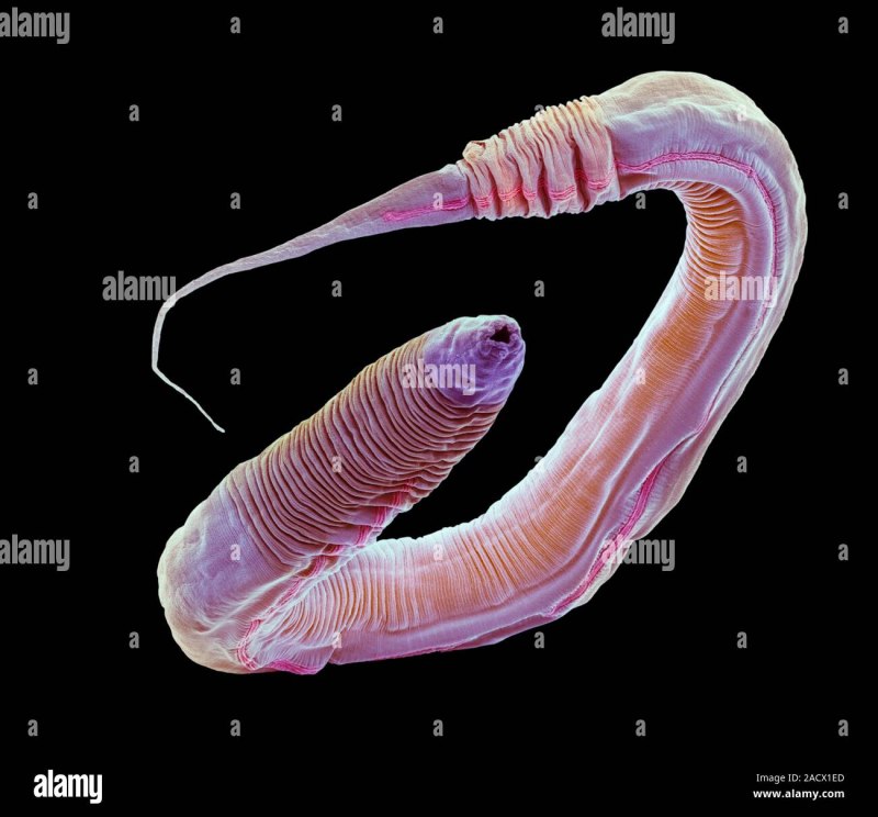 Черви Caenorhabditis elegans
