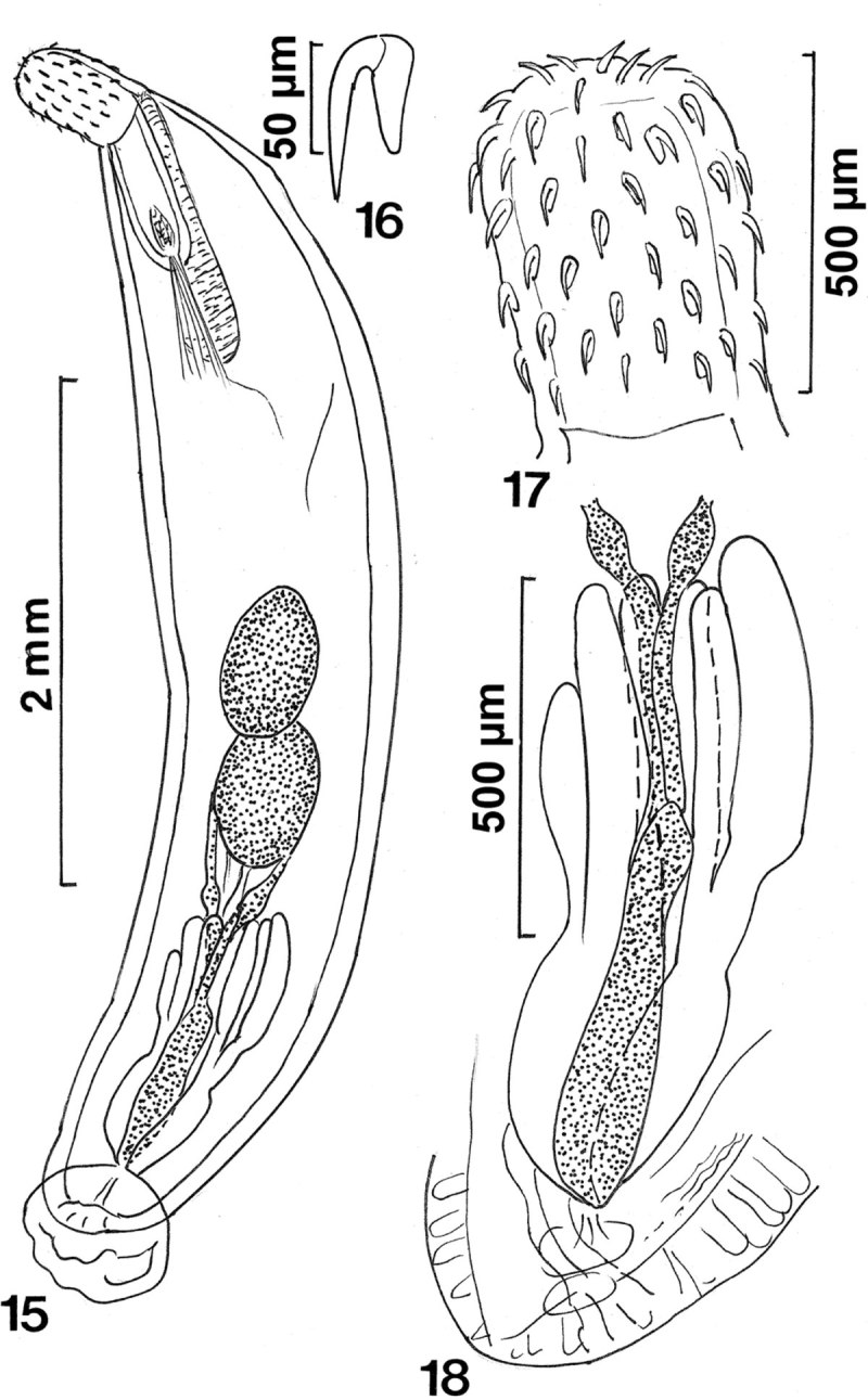 Acanthocephala акантоцефалы скребни