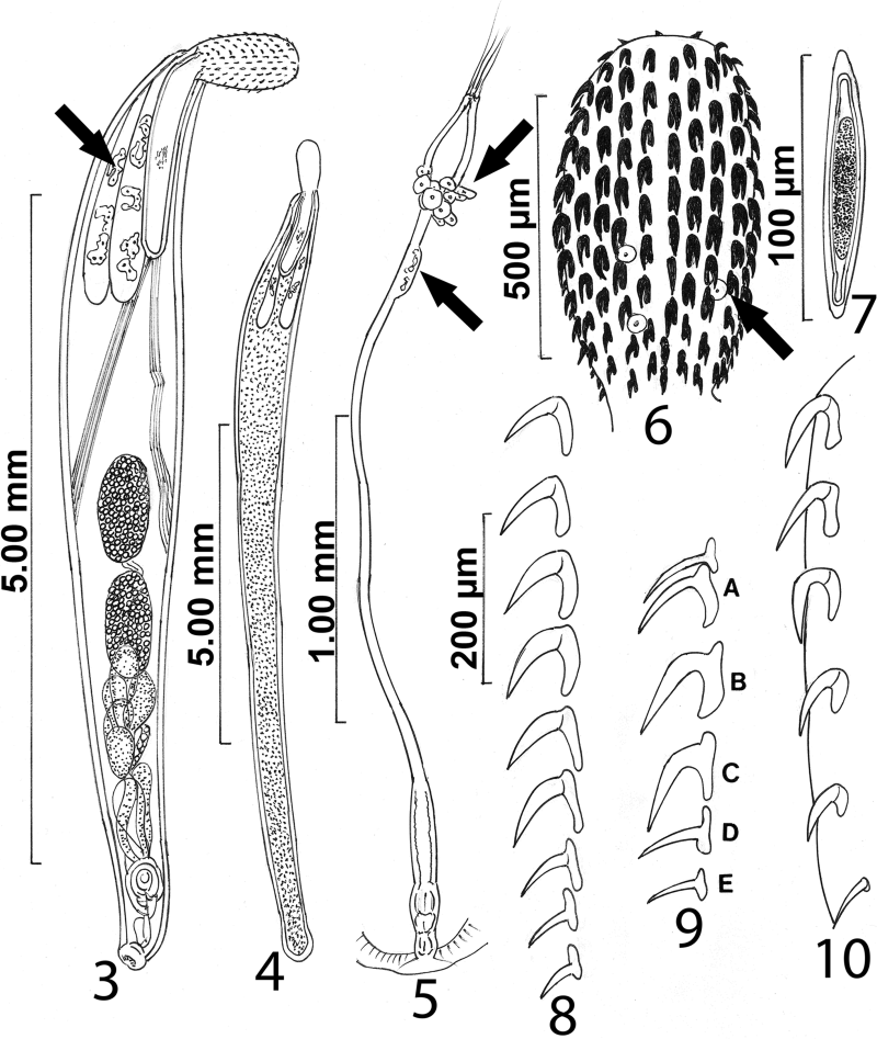 Echinorhynchus Gigas жизненный цикл