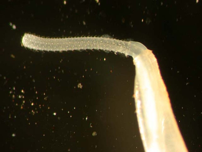 Acanthocephala акантоцефалы скребни