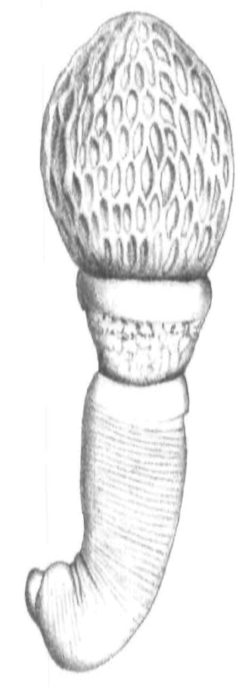 Apororhynchus