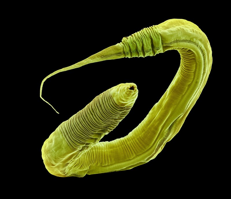 Нематода Caenorhabditis elegans
