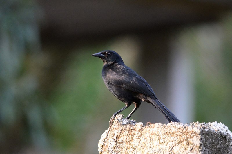 Кубинский трупиал dives atroviolaceus (Сuban Blackbird)
