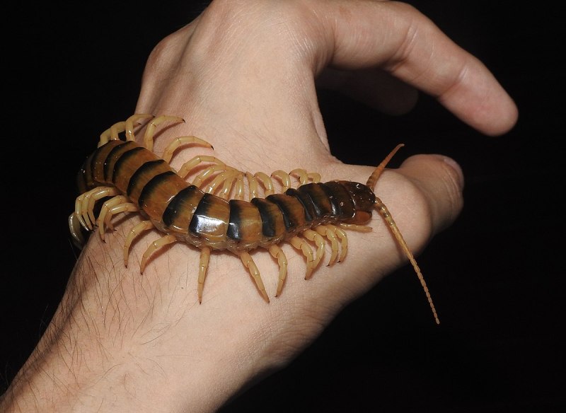 Ethmostigmus rubripes