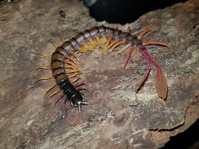 Alipes grandidieri